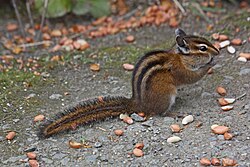 <p>Common Name</p>