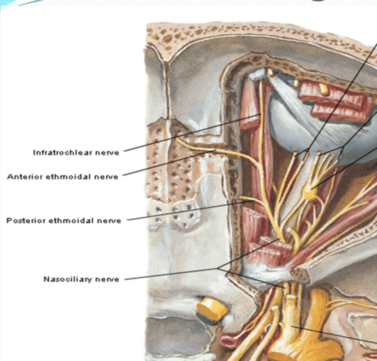 <p>What does the anterior and posterior ethmoidal nerves of the nasociliary nerve innervate? </p>