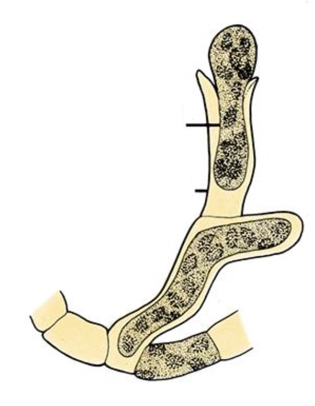 <p>Label the structures of a female gametophyte of Laminaria brown algae.</p>