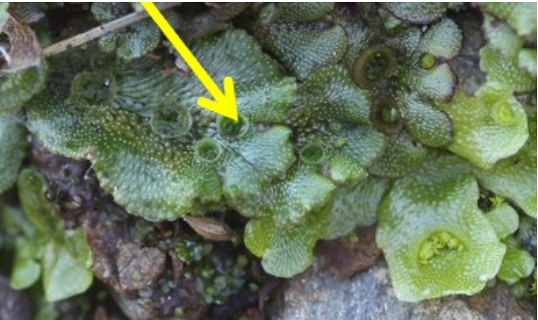 <p>What structure is shown?</p>