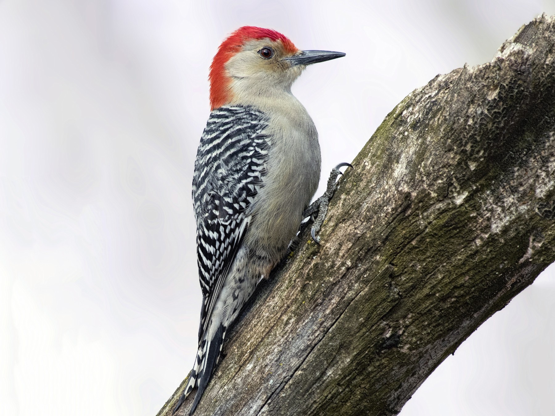 <p>Order Piciformes Family Picidae</p>