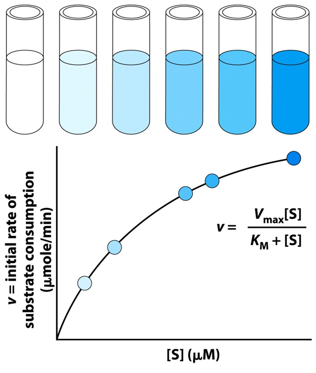 <ul><li><p>At low [S], the rate of reaction increases rapidly as more [ES] complexes form</p></li><li><p>At high [S], the rate plateaus because all active sites are saturated</p></li><li><p>The maximum rate reached is called the Vmax</p></li></ul><p></p>