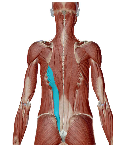 <p>what muscle is this </p>