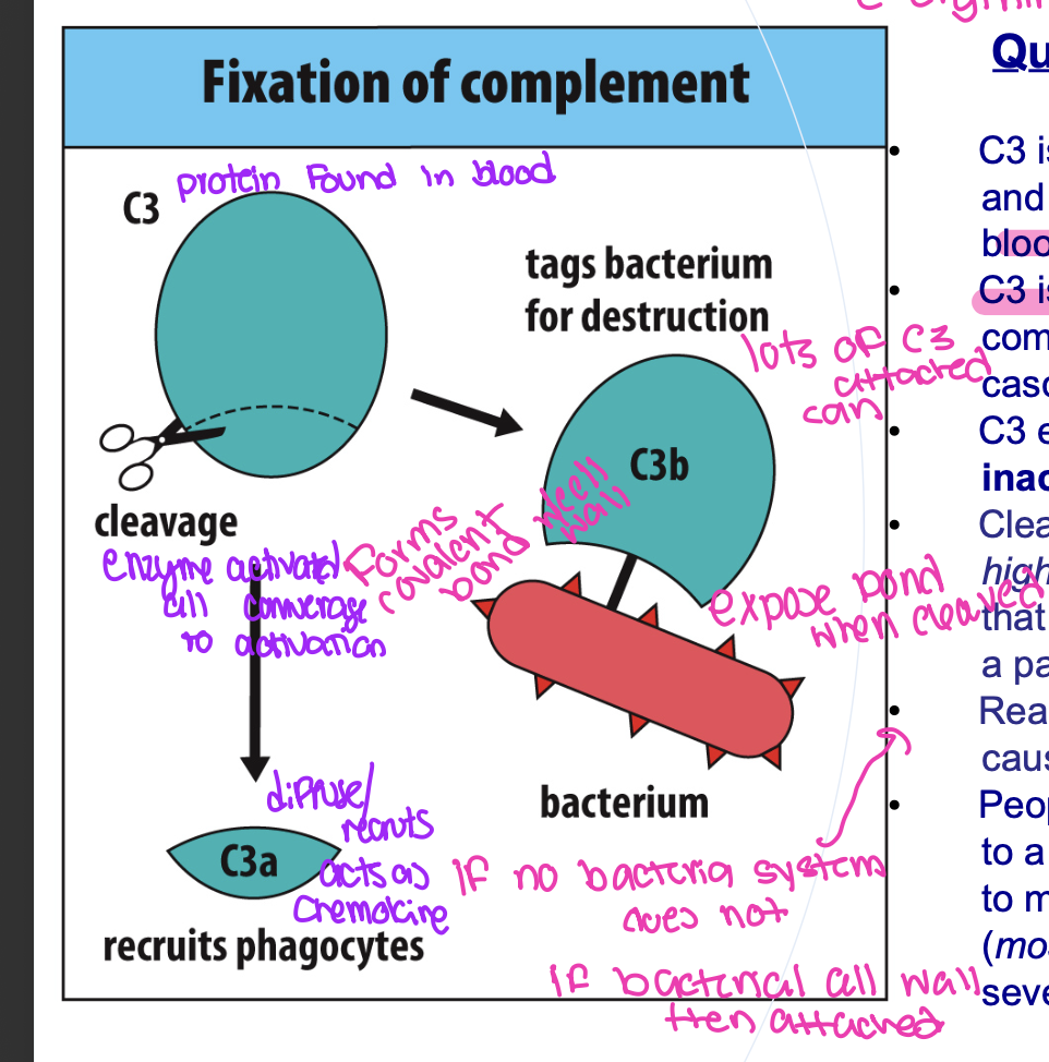 <p>C3 is made mainly in the liver protein found in blood and released into the bloodstream at high levels.</p><p class="p1">• C3 is the most critical component of the complement cascade</p><p class="p1">C3 enters circulation in an <strong>inactive</strong> form (“zymogen”).</p><p class="p1">Cleavage of C3 exposes a <em>highly reactive </em>thioester bond that can attach to the surface of a pathogen if one is around.</p><p class="p1">• Reaction with a water molecule causes C3b to be inactive.</p><p class="p4">• People lacking this protein due to a genetic mutation are prone</p><p class="p4">to multiple, recurring infections (<em>mostly</em> bacterial) that can be severe.</p>