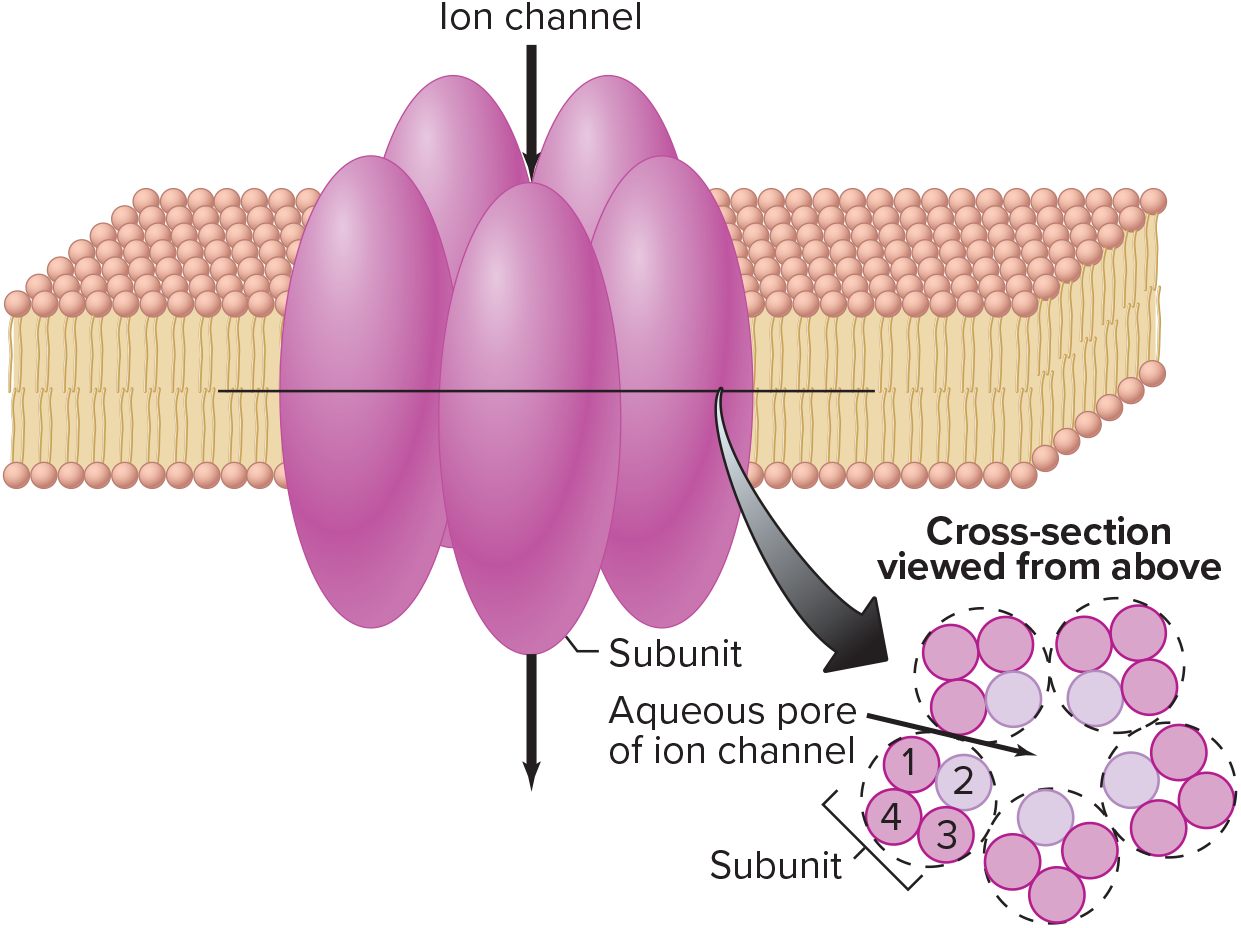 <p><span>Small passages in plasma membrane formed by integral membrane proteins and through which certain small-diameter molecules and ions can diffuse</span></p>