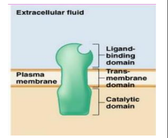 <ul><li><p>receptors functioning as enzymes have dual role— they bind ligand and have an enzymatic function</p></li><li><p>contain an enzymatic domain on their intracellular side</p></li><li><p>majority of enzymatic receptors are protein kinases, which phosphorylate proteins in the target cell</p></li><li><p>phosphorylated proteins then recruit and activate other intracellular proteins which infiltrate a protein kinase cascade</p></li></ul><p></p>