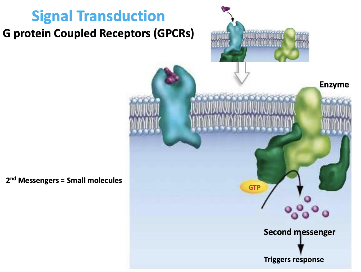 <ul><li><p>small intracellular signaling molecules </p></li><li><p>amplify signals </p></li></ul><p></p>