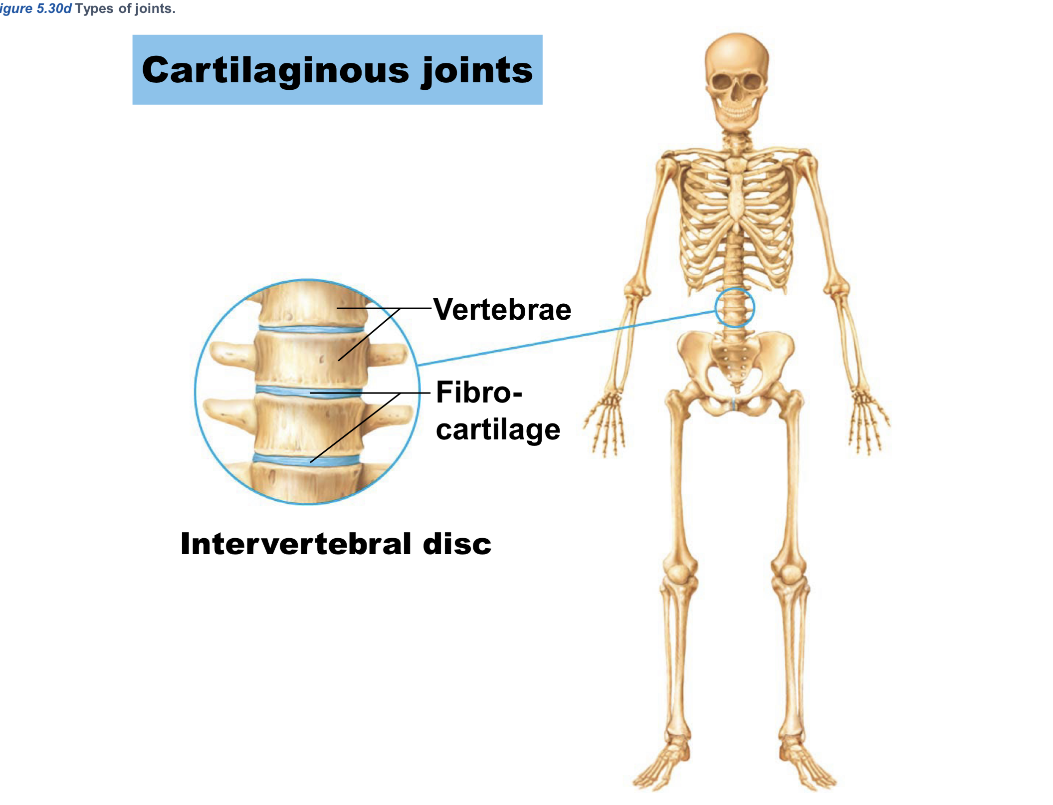 <p>Cartilaginous (STRUCTURAL joints)</p>