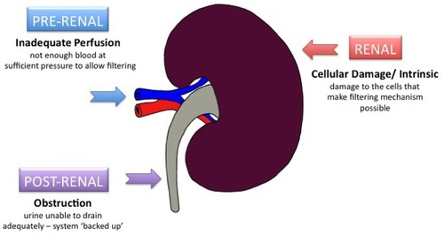<p>• Temporarily injury to kidneys, where one shuts down temporarily. Not a chronic problem, not anything wrong (diabetes), could happen in a moment (boxer and someone punches you in the kidney), hopefully with some rest, kidney function is restored, but AKI can progress to chronic</p><p>• See the stages of CRF really fast, decreased GFR (nephron isn't able to decide what should we send into bladder), accumulation of waste products (creatinine and urea , not able to get rid of toxins), all of these symptoms are the same with CRF, also see hyperkalemia, increased serum levels (BUN, uric acid, creatinine)</p><p>• Danger, can lead to chronic. Kidneys are so damaged we cant rebuild.</p><p>• Causes:</p><p>○ Prerenal injury: problem happens before the kidneys, sudden severe drop in BP (shock, arrhythmia, potential illness ) - not having enough blood flow</p><p>○ Intrarenal: problem is in the kidney's, inflammation, glomerulonephritis, nephrotoxin drugs (mycin, NSAIDS)</p><p>○ Postrenal: below kidneys (enlarged prostate, kidney stone that is not resolved, tumor in bladder)</p>
