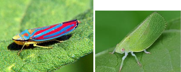 <p>What is the name of this bug?</p>