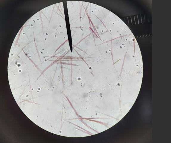 <ol><li><p>Tissue</p></li><li><p>Cell name </p></li><li><p>Specific Name </p></li></ol><p></p>