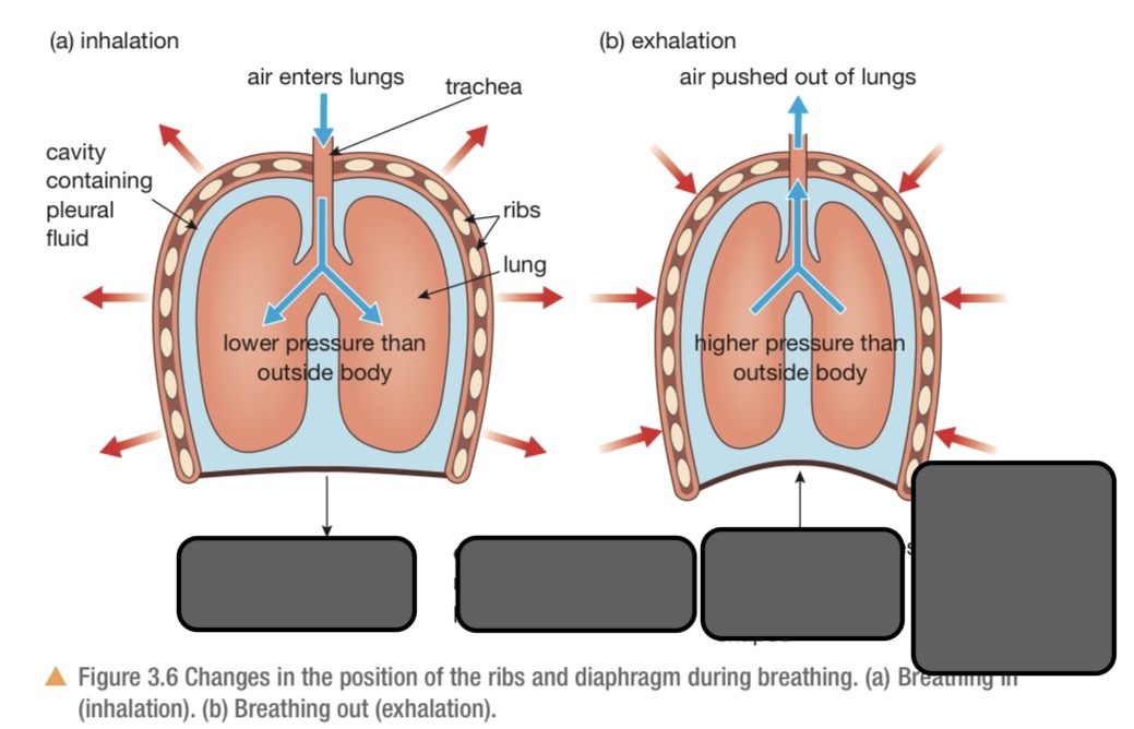 <p>Define the differences between muscles and ribs during inhalation and exhalation</p>