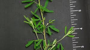 <p>Sericea Lespedeza</p>
