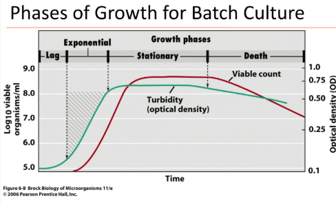 <p>Phases of Growth for Batch Culture</p>
