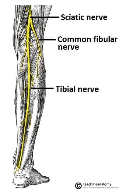 <p>What is the path of the tibial nerve?</p>