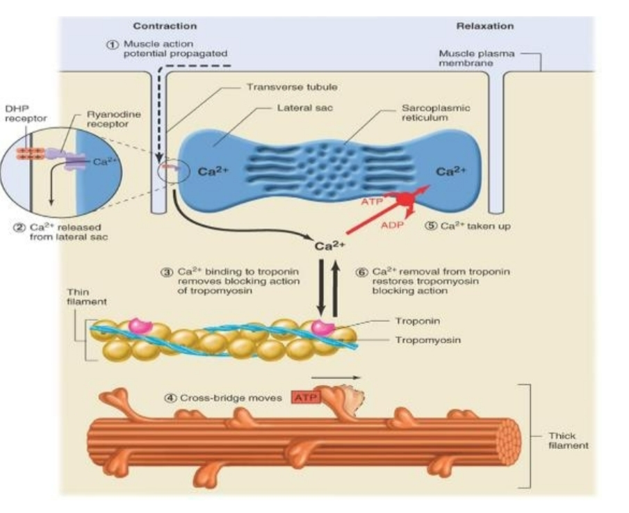 <p>At rest low calcium intracellular</p><p>-Stored in sarcoplasmic reticulum (intracellular storage)</p><p>Increases in intracellular Ca++ leads to contraction</p><p>-Release from SR</p>