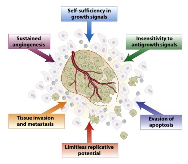 <p><strong>Angiogenesis</strong>: Activation of blood vessel growth by tumor; Via secretion of angiogenic growth factors like WECF; Provides more nutrients to growing tumor</p><p>Cancer cells are also; self-sufficient in growth signals and do not respond to antigrowth signals, they can also evade apoptosis, have limitless replicative potential (telomerase).</p><p><strong>Apoptosis</strong>: Programmed cell death; Triggered by irreparable <strong>DNA</strong> <strong>damage</strong> and severe stresses</p>