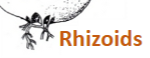 <p>Rhizoids</p>