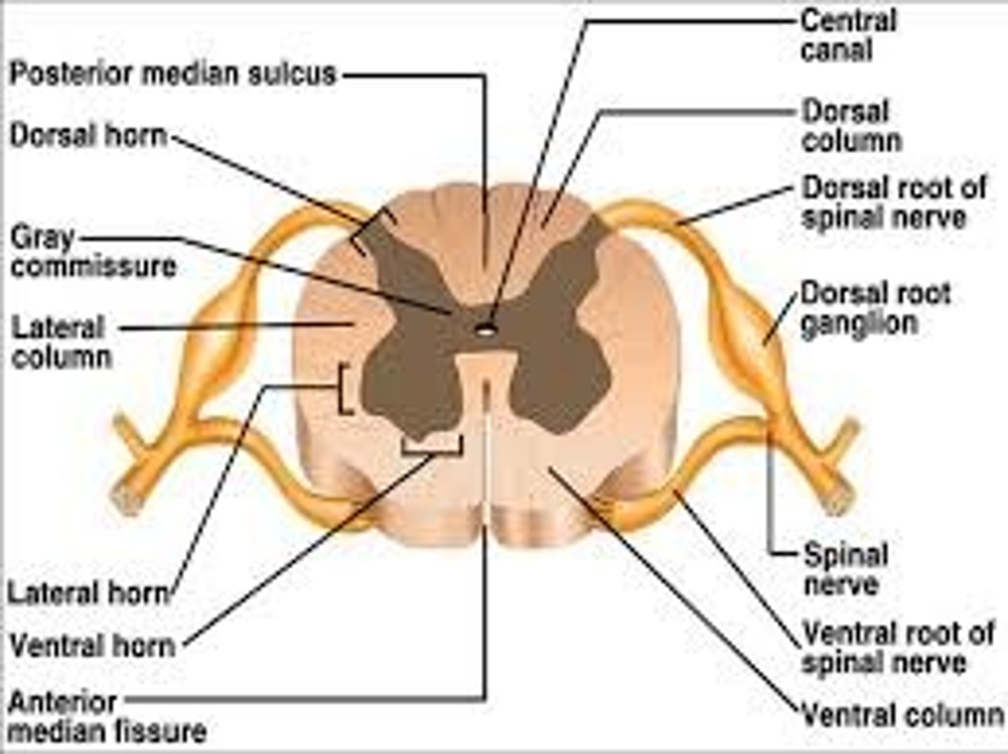 <p>Cluster of neuron cell bodies in PNS</p>