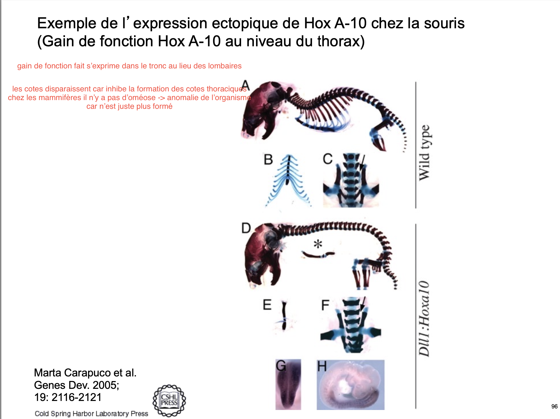 <p>Le gène Hox A-10 inhibe aussi la formation des côtes. Si le gène est surexprimé, alors sa fonction va se propager dans les régions thoraciques, inhibant aussi la formation des côtes dans le thorax.</p>