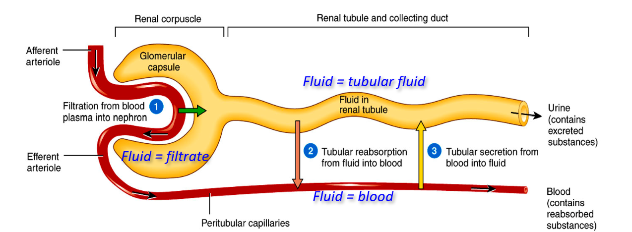 <p><span style="background-color: transparent;">1- Afferent Arteriole <br>2- Glomerular Capsule<br>3- Efferent Arteriole <br>4- Filtrate <br>5- Pertiublar Capiilaries<br>6- Tubular reabsortion from tubular fluid into blood<br>7- tubular secretion from blood into tubular fluid<br>8- Tubular fluid<br>9- Renal corpuscle<br>10- Renal tubule <br>11- Urine<br>12- Blood<br>13- Filtration from blood plasma into nephron </span></p>