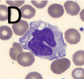 <p>monocyte </p>