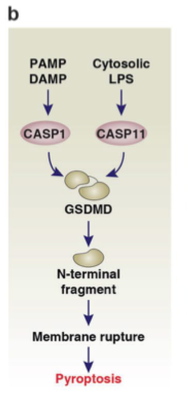 <p>En inflammatorisk form for reguleret celledød ofte koblet til infektion og aktivering af bestemte caspaser.</p>