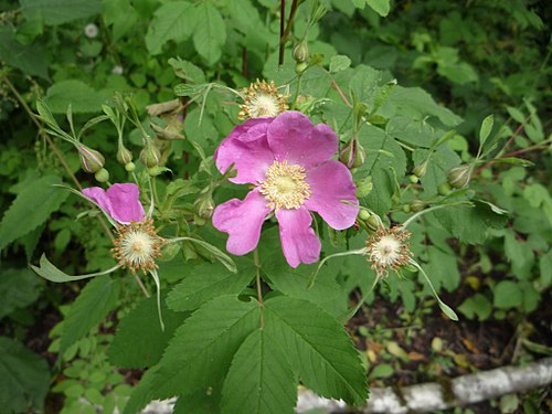 <ul><li><p>Large fragrant pink flowers in summer</p></li><li><p>Few large thorns</p></li><li><p>Red rose hips in fall</p></li><li><p>Compound serrated leaves</p></li><li><p>Coastal thickets & forest edges</p></li></ul><p></p>