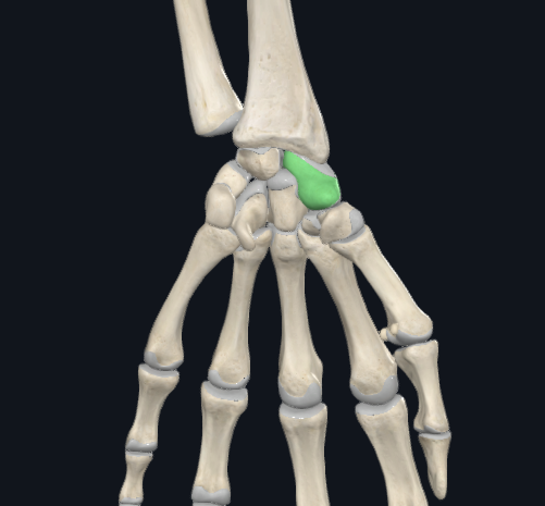 <p>what is this following bone and what section of the hand is it found in?</p>