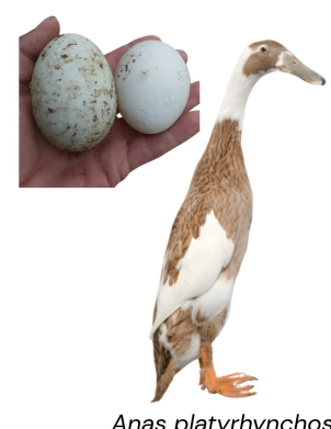 <ul><li><p>Egg- type</p></li><li><p>250-300 eggs</p></li><li><p>1.4-2kg at 8-10 weeks</p></li><li><p>India</p></li><li><p>Tall, upright, posture, very active and good foragers, lays white to bluish eggs.</p></li></ul><p></p>
