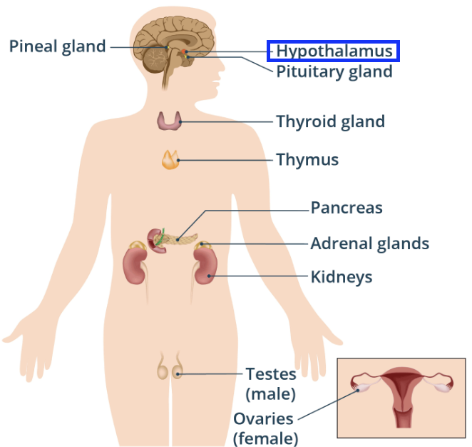 <p>It links the nervous system to the endocrine system by controlling the release of hormones from the pituitary gland.</p>
