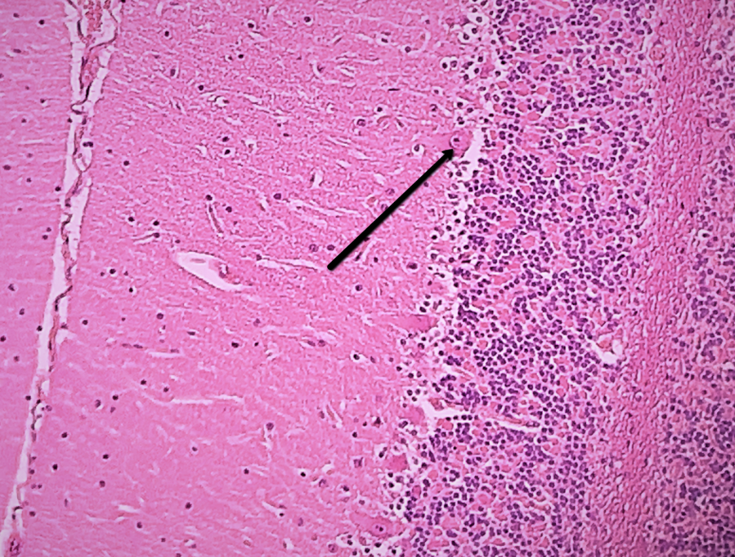 <p><span>Identify the large cell indicated by the pointer.</span></p>