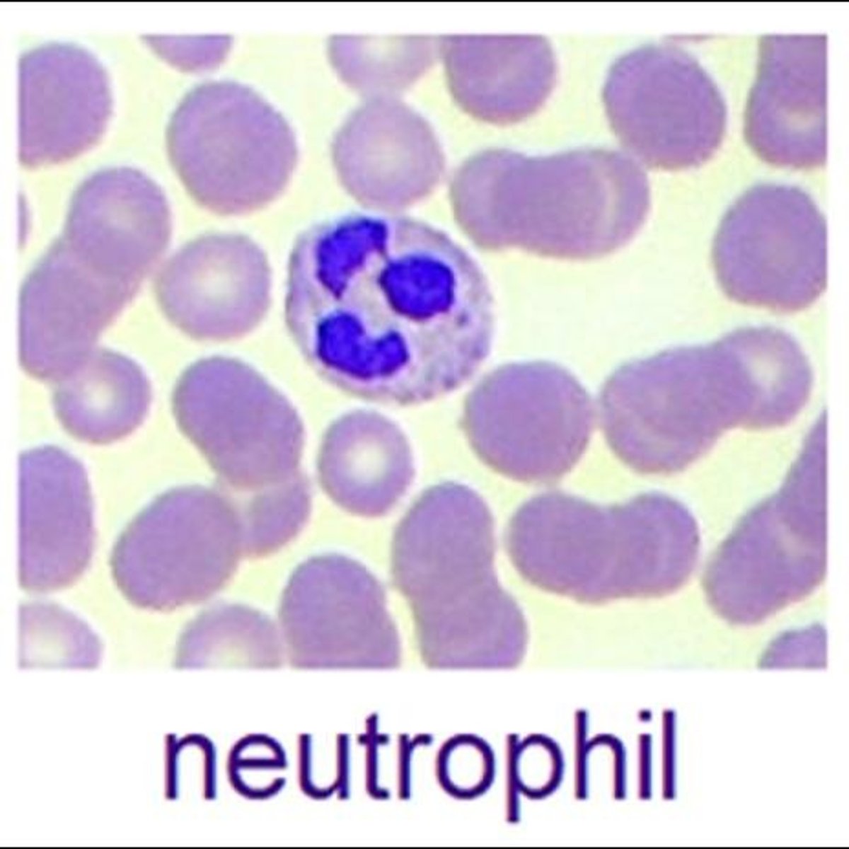 <p>Neutrophils phagocytize bacteria and release antimicrobial chemicals.</p>