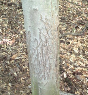 <p>Bear scat and scrapes </p>