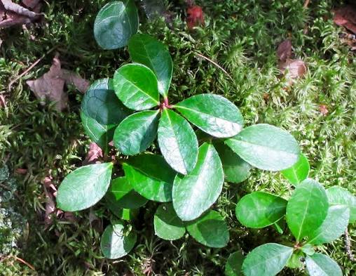 <p>ground cover, tastes like mint gum, <em>mid to late succession</em></p>