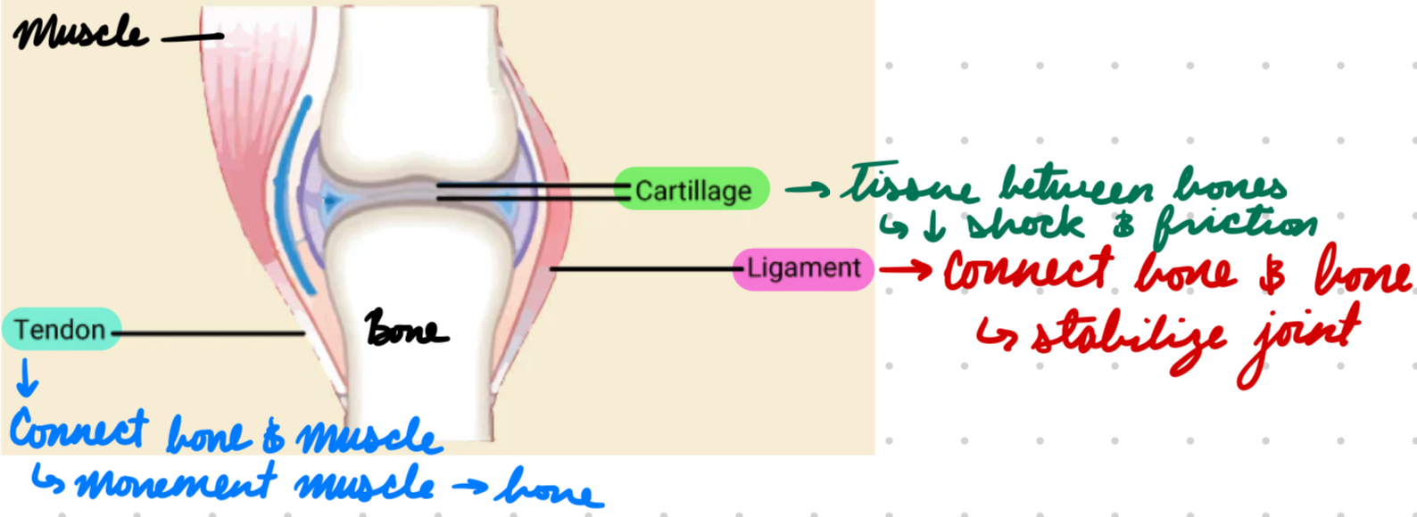 <p>Connect bone to bone</p><p>Stabilize joint</p>