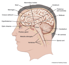 <p>inferior from the hypothalamus</p>