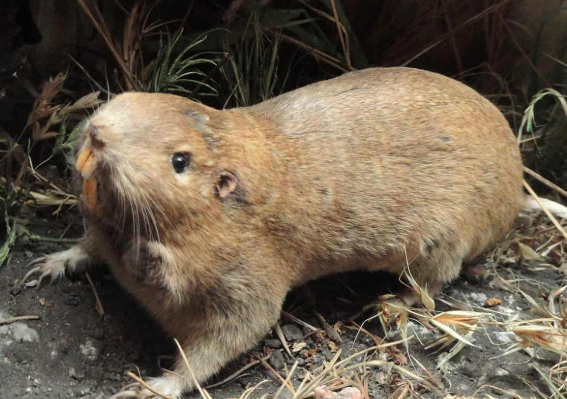 <p>What pest is this?</p>
