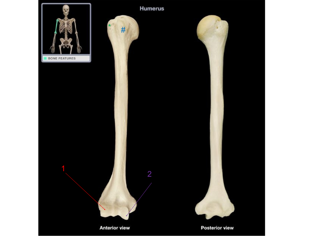 <p>what is the * pointing at?</p>