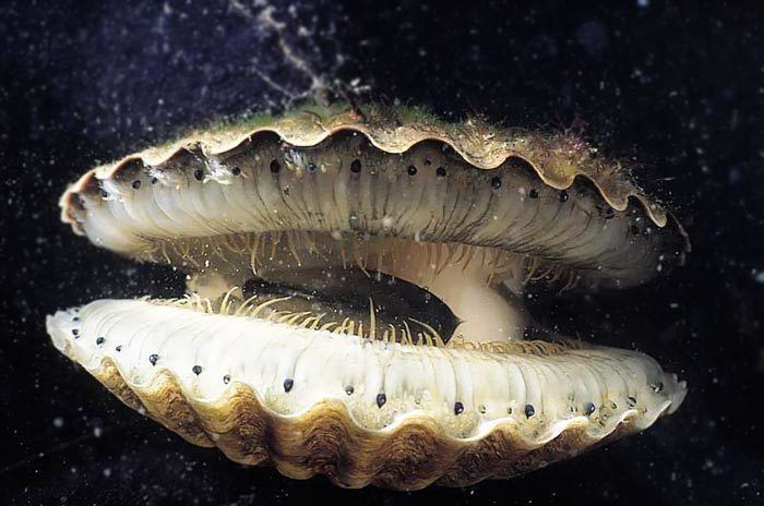 <ul><li><p>marine and fresh water</p></li><li><p>clams, oysters, scallops, mussels</p></li><li><p>hinge shell</p></li><li><p>adductor muscle</p></li><li><p>most filter feeders with siphons</p></li><li><p>can produce bistle threads</p></li></ul><p></p>
