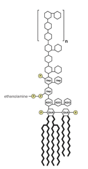 <p>Consists of three parts:</p><p>• <strong>Lipid A</strong>—buried in outer membrane.</p><p>• <strong>Core polysaccharide</strong>—10 sugar structure joined to Lipid A.</p><p>• <strong>O side chain (O antigen)</strong>—polysaccharide that extends outward from the core</p>