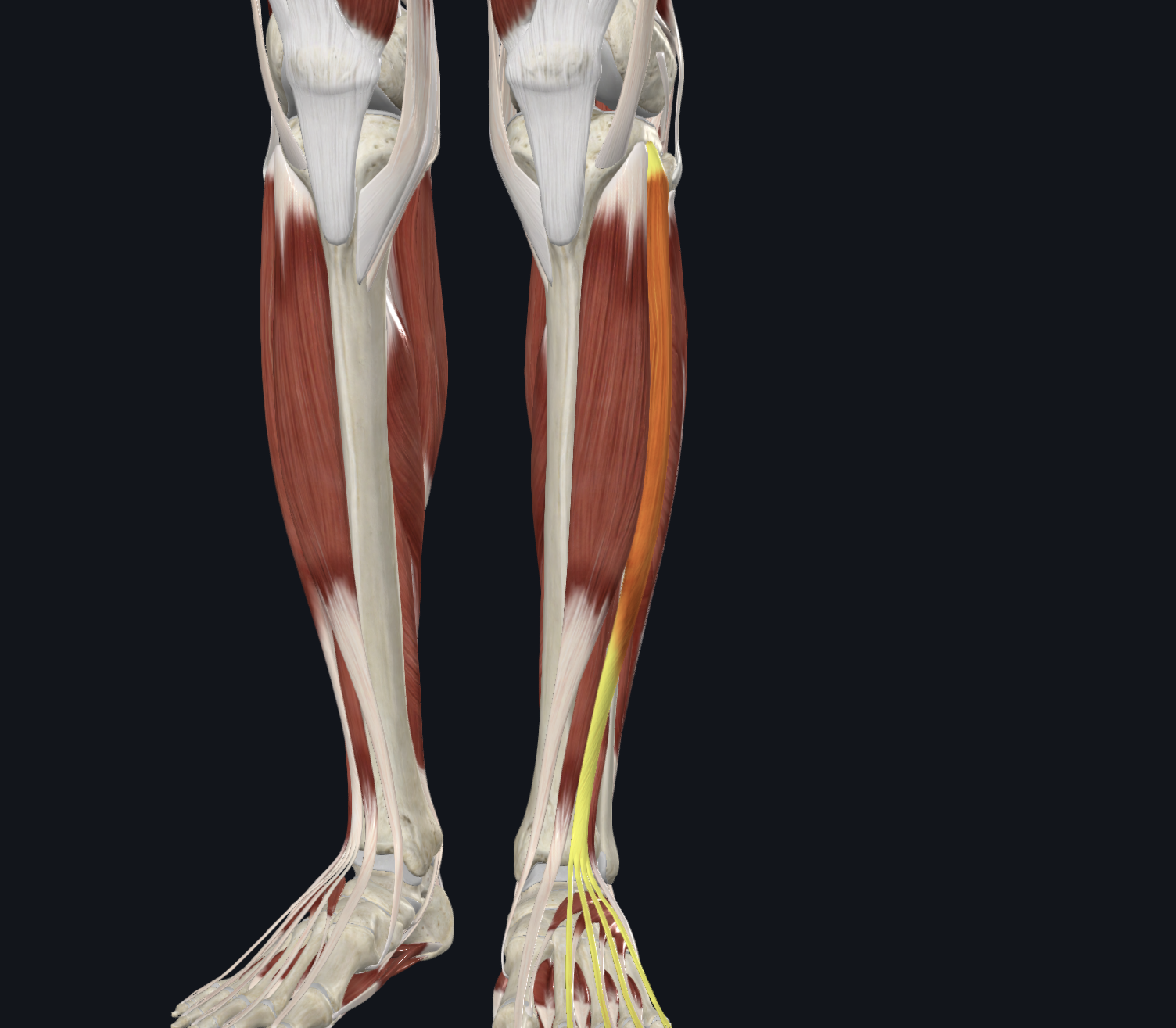 <p>Anterior view</p><p>Muscles</p>