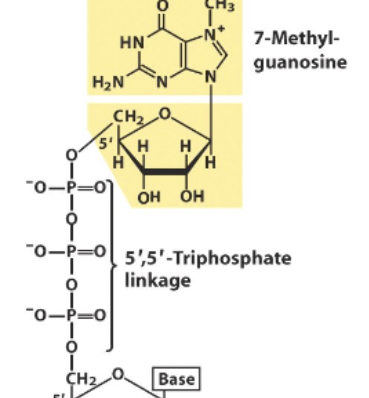 <p>Eukaryotic mRNA feature, where a terminal Guanine at the 5’ end is modified into 7-methylguanosine (done by methyltransferase). Causes there to be a 5’ to 5’ Triphosphate linkage. <strong>Protects RNA strands from being degraded</strong> by 5’ exonucleases (present roaming the cells, to protect against foreign invaders) and also<strong> aids in effecient translation</strong></p>