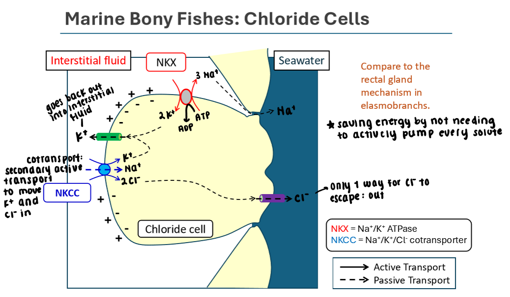 <p>Chloride Cells in Marine Bony Fish</p>