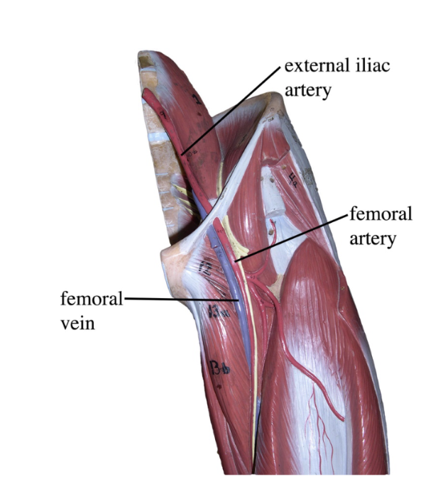 <ol><li><p>Femoral Vein</p></li><li><p>External Iliac Artery </p></li><li><p>Femoral Artery</p></li></ol><p></p>