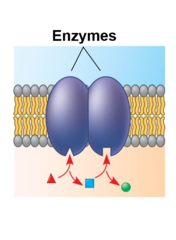 <p>Proteins that cause reactions with specific molecules</p>