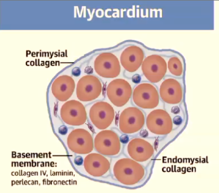 <p>Endomysium and Perimysium</p>