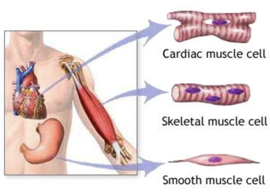 <p>Can contract and relax, providing movement within the body and of the body itself</p><p>Cell are elongated</p><p>Cells are densly packed and contain minimal extracellular matrix</p><ul><li><p>Skeletal muscle</p></li><li><p>Smooth muscle</p></li><li><p>Cardiac muscle</p></li></ul><p></p>
