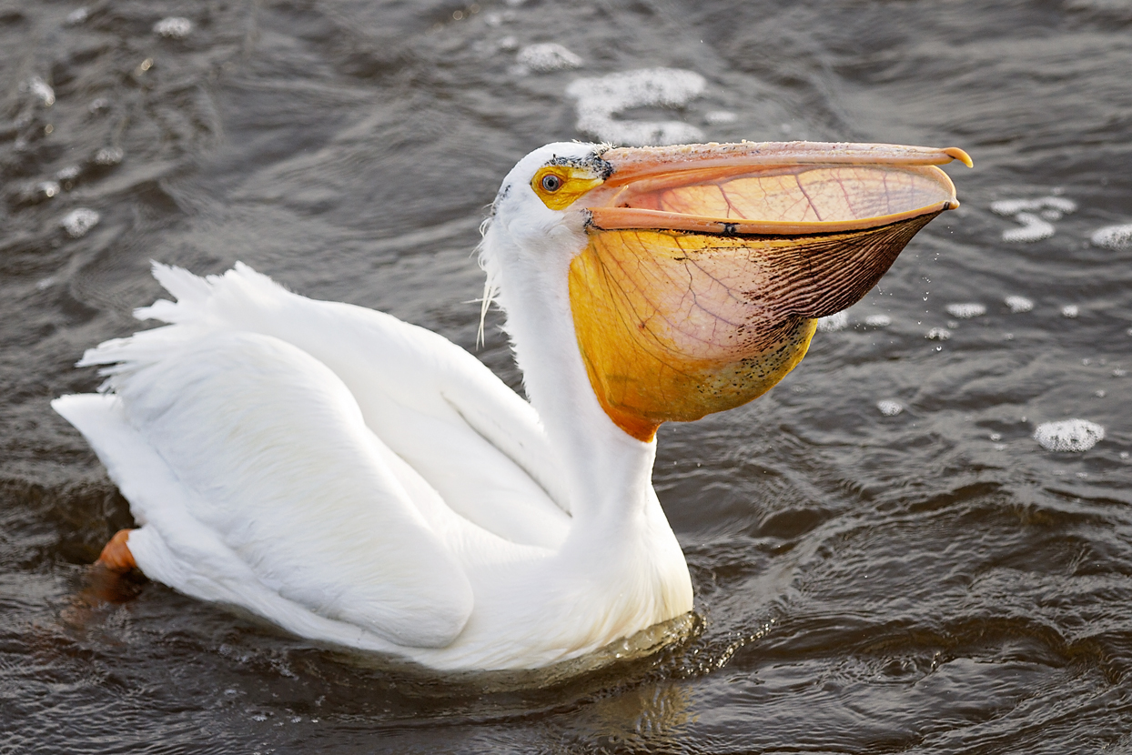 <p>What bird is this?</p>