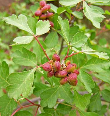 <p>Skunkbush Sumac</p>